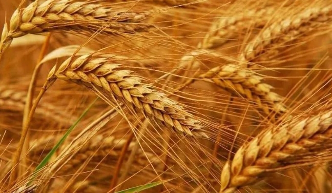 精準(zhǔn)監(jiān)測(cè) 糧倉(cāng)安全｜氣體傳感器助力糧食儲(chǔ)存項(xiàng)目